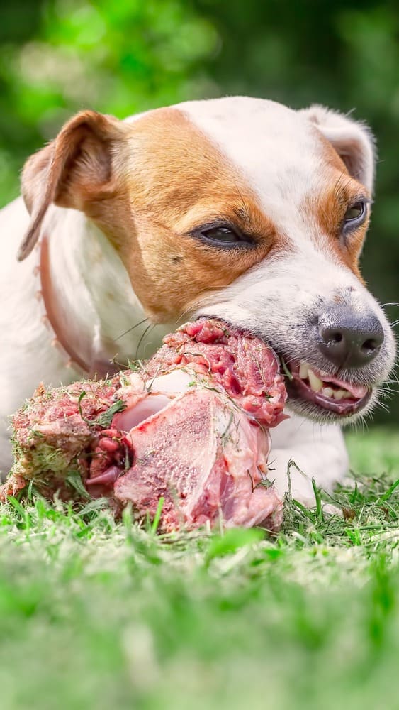 perro comiendo dieta barf Ohana Dog, peluquería canina de bajo estrés